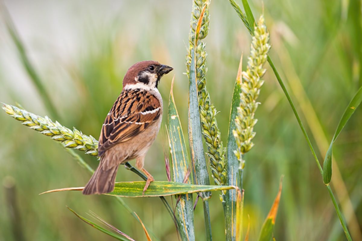 Manfaat Burung Pipit bagi Lingkungan