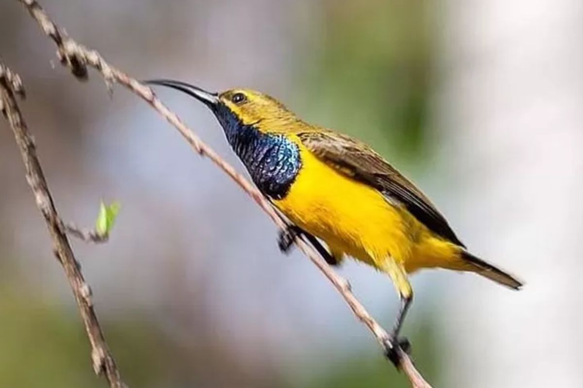 Manfaat Sauna untuk Burung Sogon