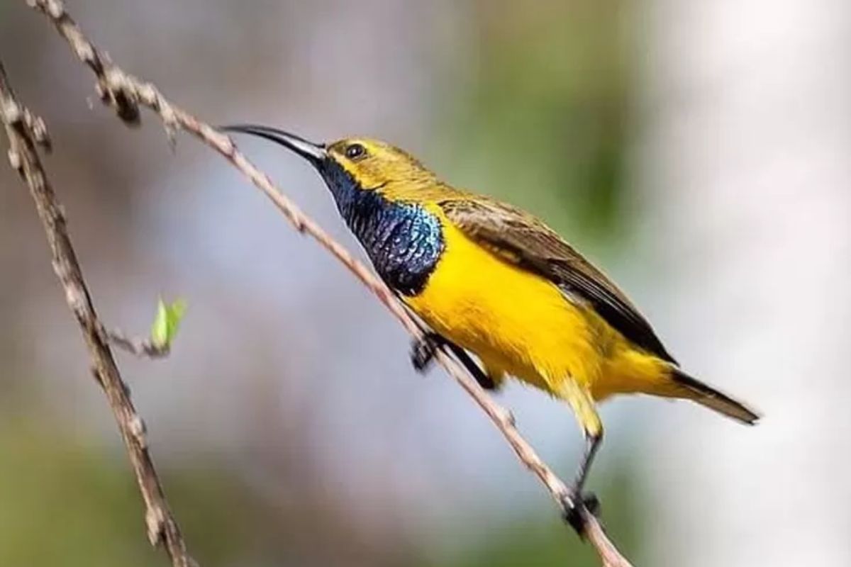 Penyebab Burung Sogon Gembung