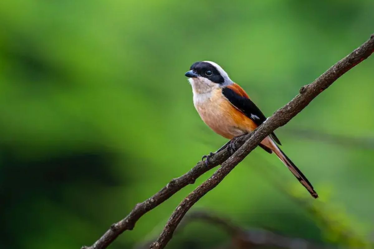 Penyebab Cendet Macet Bunyi