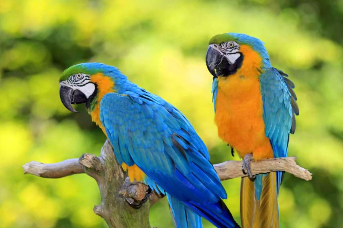 Penyebab Kelangkaan Burung Beo