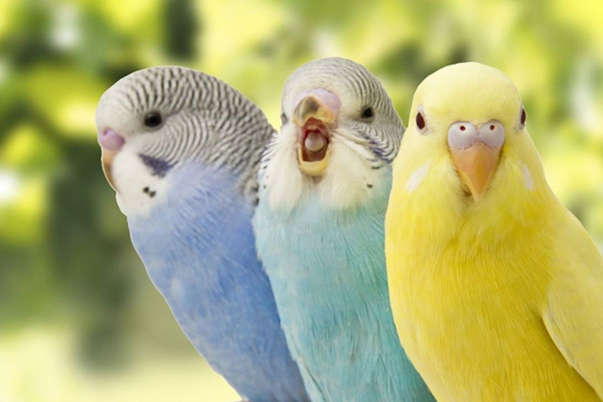 Sayuran yang Baik untuk Kesehatan Burung Parkit